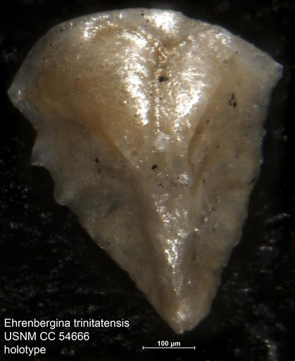 Ehrenbergina trinitatensis Cushman & Renz, 1947