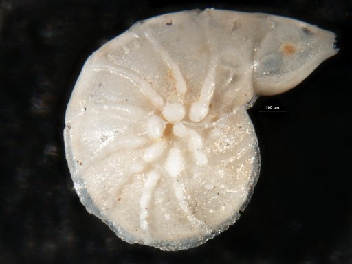 Robulus inusitatus Cushman, 1946
