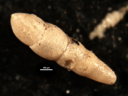 Nodosarella hedbergi Cushman & Renz, 1946