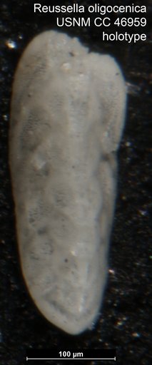 Reussella oligocenica Cushman & Todd, 1946