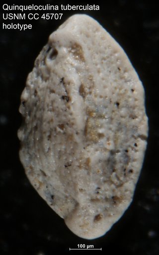 Quinqueloculina tuberculata Cushman & Todd, 1945