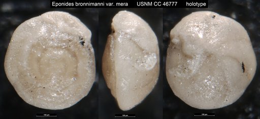 Eponides bronnimanni var. mera Cushman & Renz, 1946