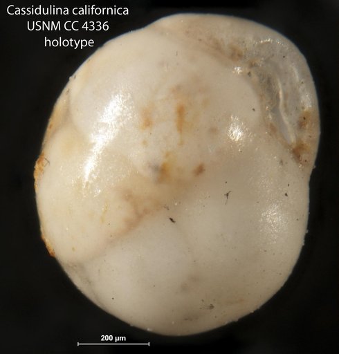 Cassidulina californica Cushman & Hughes, 1925