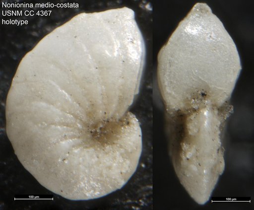 Nonionina medio-costata Cushman, 1926