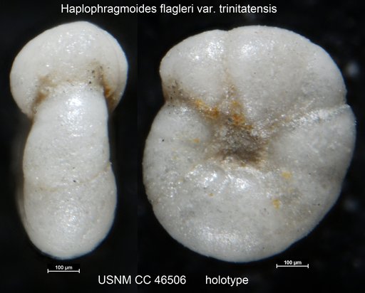 Haplophragmoides flagleri var. trinitatensis Cushman & Renz, 1946