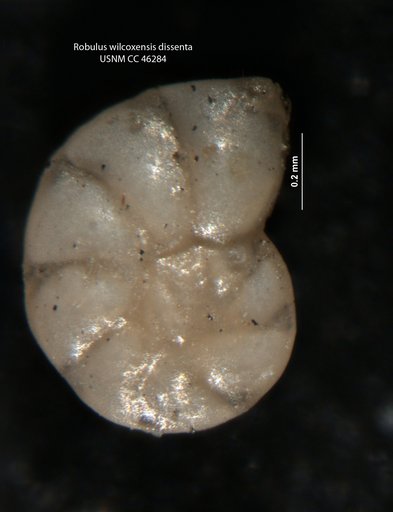 Robulus wilcoxensis var. dissenta Cushman & Todd, 1946