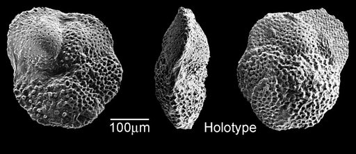 Globorotalia (Globorotalia) capdevilensis Cushman & Bermudez, 1949
