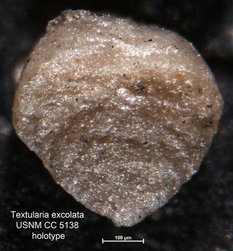Textularia excolata Cushman, 1926