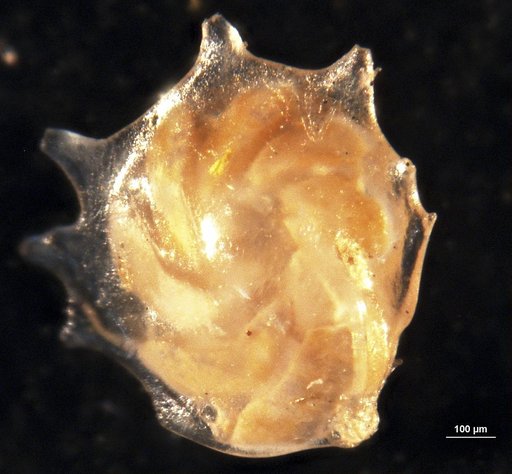 Robulus formosus var. delicatus Cushman & Todd, 1945