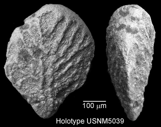 Bolivina rhomboidea Cushman, 1926