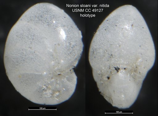 Nonion sloani var. nitida Cushman, 1947