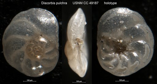 Discorbis pulchra Cushman, 1947