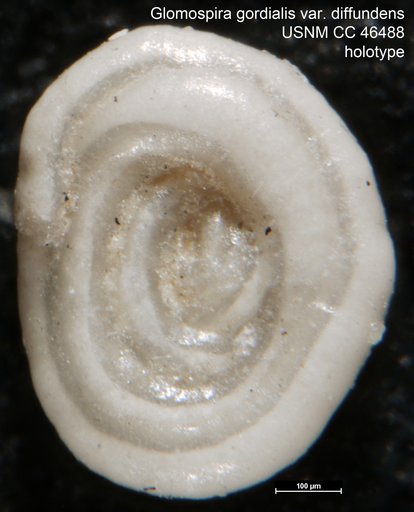 Glomospira gordialis var. diffundens Cushman & Renz, 1946