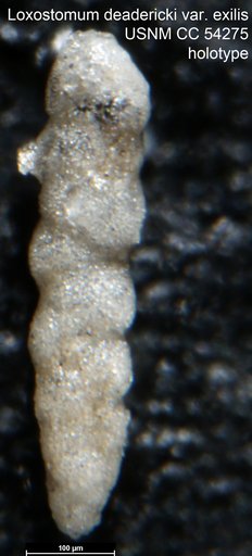 Loxostomum deadericki var. exilis Cushman, 1947