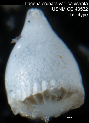 Lagena crenata var. capistrata Cushman & Stainforth, 1945