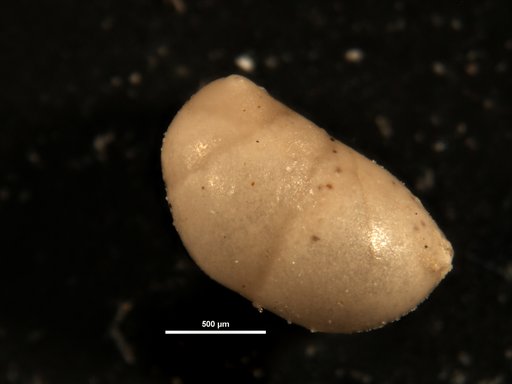 Nodosarella reflecta Cushman & Stainforth, 1945