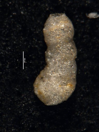 Ammobaculites obscurus Loeblich, 1946