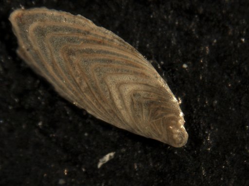 Plectofrondicularia virginiana Cushman & Cederstrom, 1949