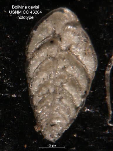 Bolivina davisi Cushman & Ellisor, 1945