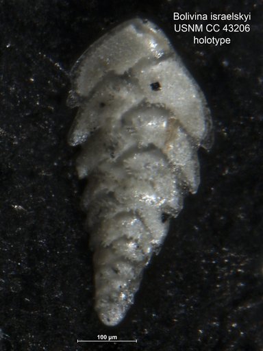 Bolivina israelskyi Cushman & Ellisor, 1945