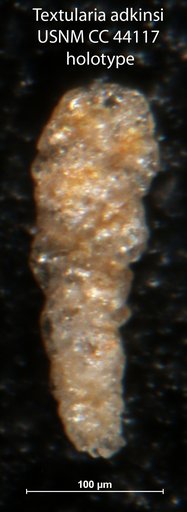 Textularia adkinsi Loeblich, 1946