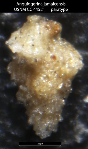 Angulogerina jamaicensis Cushman & Todd, 1945