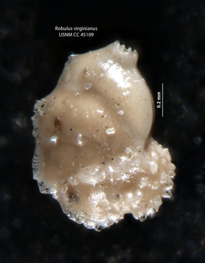 Robulus virginianus Cushman & Cederstrom, 1949