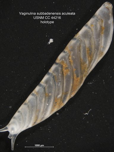 Vaginulina subbadenensis var. aculeata Cushman & Gray, 1946
