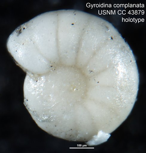 Gyroidina complanata Cushman & Stainforth, 1945