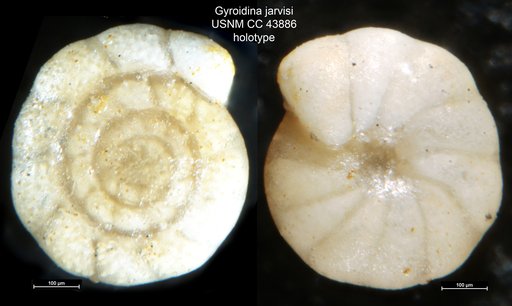 Gyroidina jarvisi Cushman & Stainforth, 1945