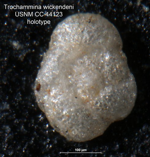 Trochammina wickendeni Loeblich, 1946