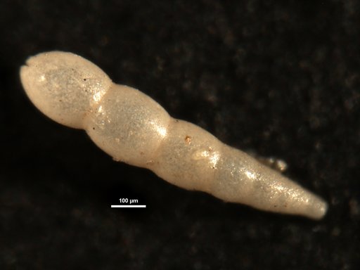 Nodosarella paleocenica Cushman & Todd, 1946