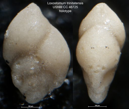 Loxostomum trinitatensis Cushman & Renz, 1946