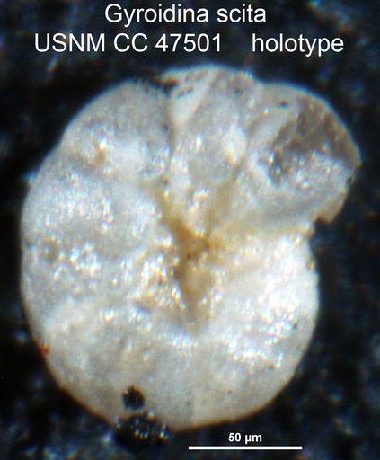 Gyroidina scita Cushman & Stone, 1949