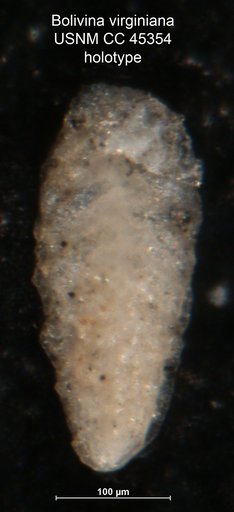 Bolivina virginiana Cushman & Cederstrom, 1949