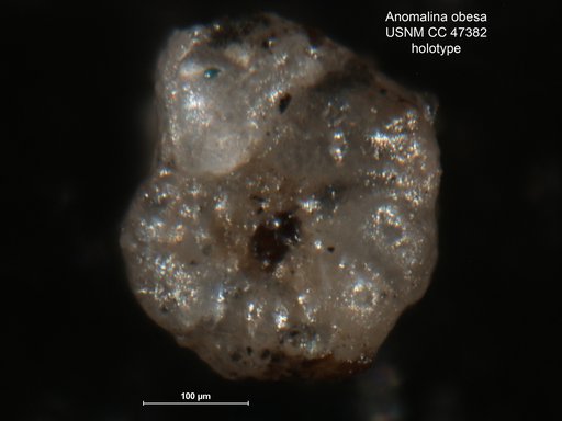 Anomalina obesa Cushman & Applin, 1947
