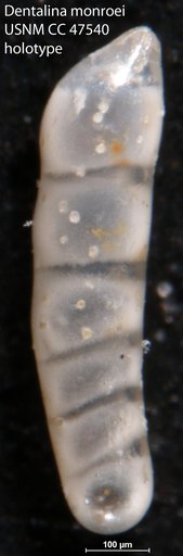 Dentalina monroei Todd, 1952