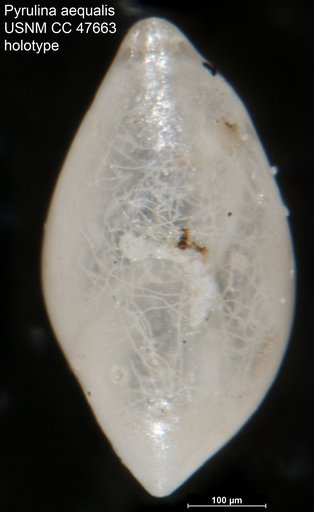 Pyrulina aequalis Todd, 1952