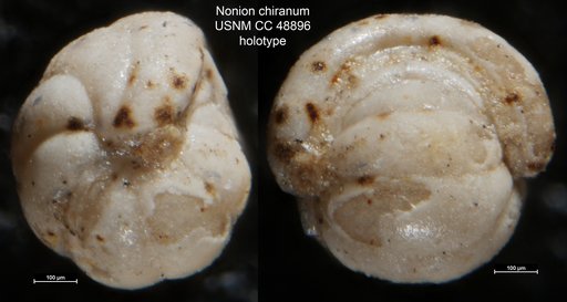 Nonion chiranum Cushman & Stone, 1947