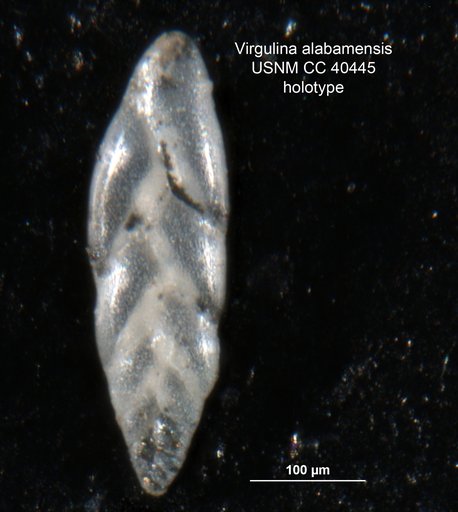 Virgulina alabamensis Cushman & McGlamery, 1939