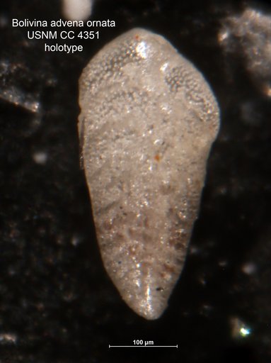 Bolivina advena var. ornata Cushman, 1925