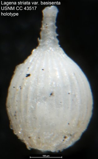 Lagena striata var. basisenta Cushman & Stainforth, 1945