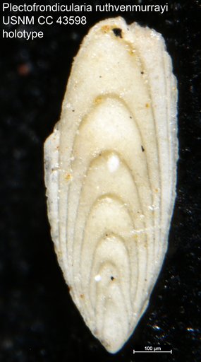 Plectofrondicularia ruthvenmurrayi Cushman & Stainforth, 1945
