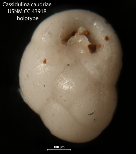 Cassidulina caudriae Cushman & Stainforth, 1945