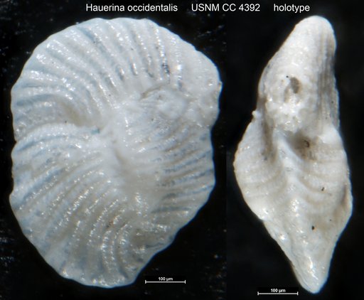 Hauerina occidentalis Cushman, 1946
