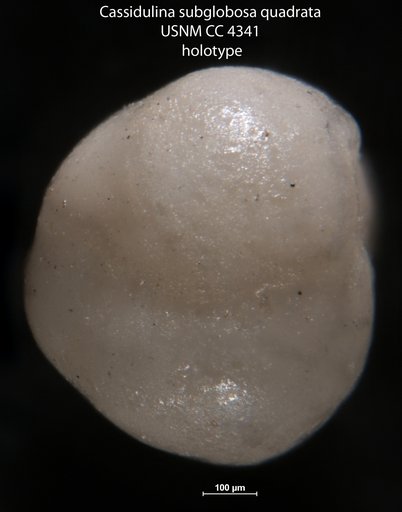 Cassidulina subglobosa var. quadrata Cushman & Hughes, 1925
