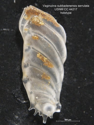 Vaginulina subbadenensis var. serrulata Cushman & Gray, 1946