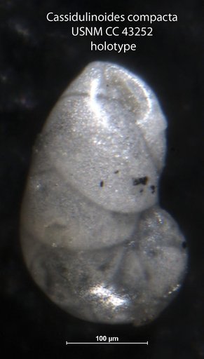 Cassidulinoides compacta Cushman & Ellisor, 1945