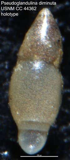 Pseudoglandulina diminuta Cushman & Todd, 1945
