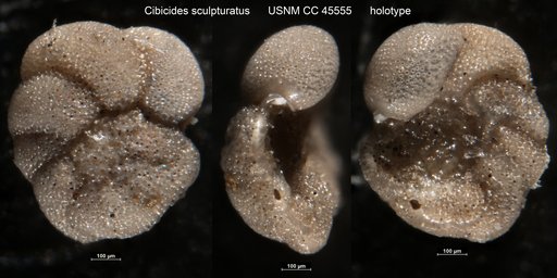 Cibicides sculpturatus Cushman & Cederstrom, 1949